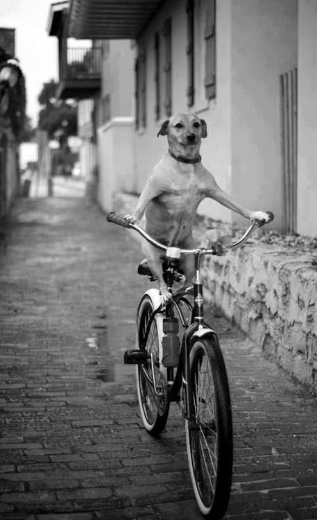 bicikli_kutya
